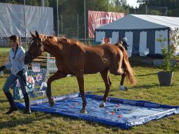 Pferdesporttage Berg SO
