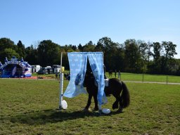 Pferdesporttage Berg SO